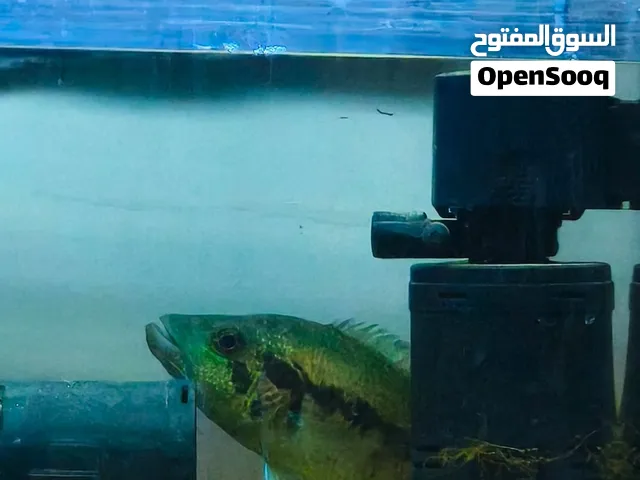 wolf cichlid (dovii)