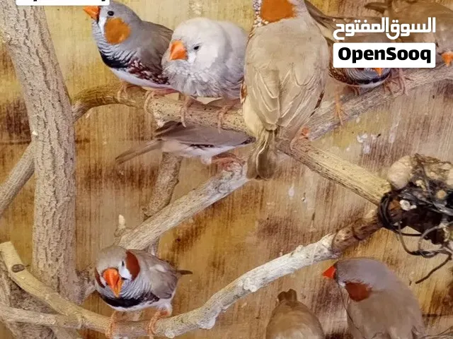 طيور زيبرا فناحز سوبر جامبو