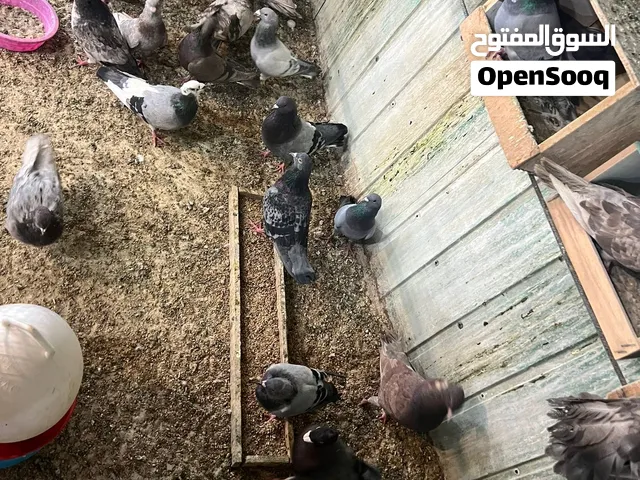 (All types of pigeons 37) WhatsApp