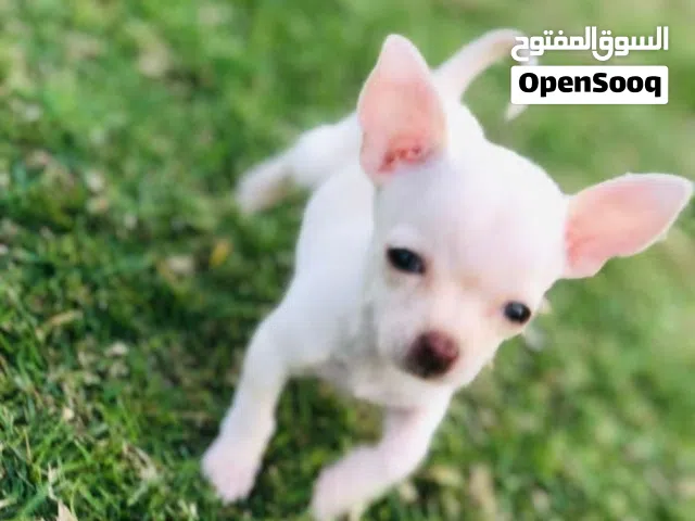 Mini Teacup chihuahua