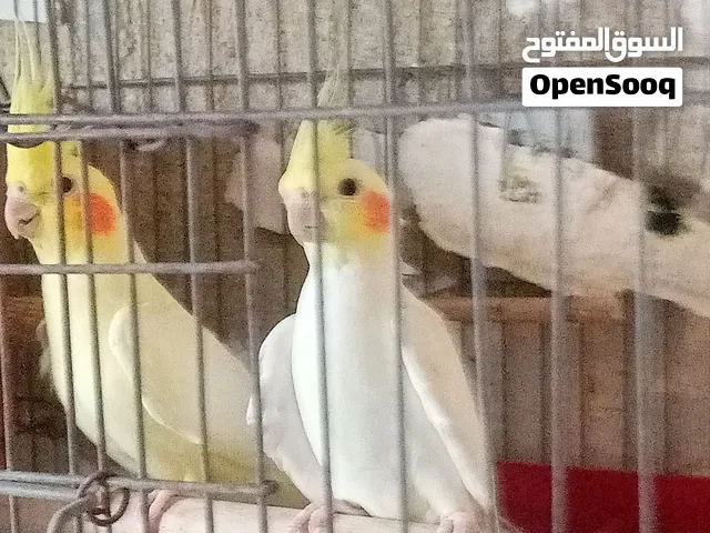 الحق موسم الانتاج قص عمر سنتين