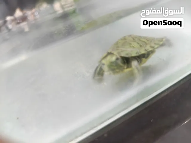 سلحفاة ماليزية صغيرة