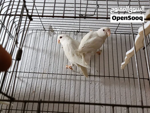 طيور روز للبيع