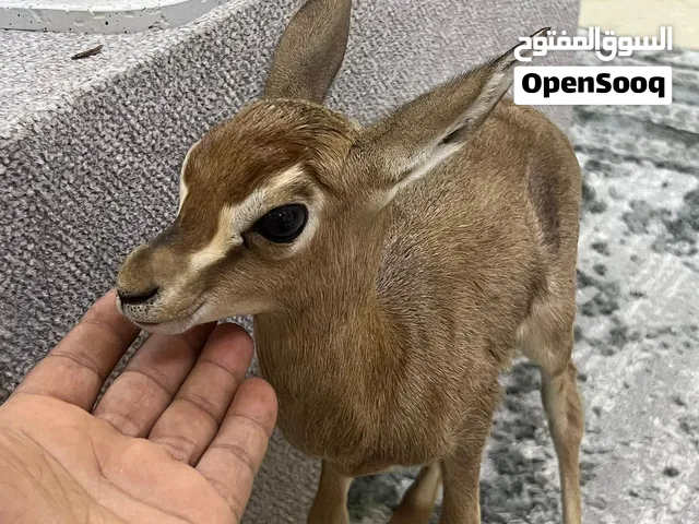 غزال الدماني  العمر اسبوعين  ذكر