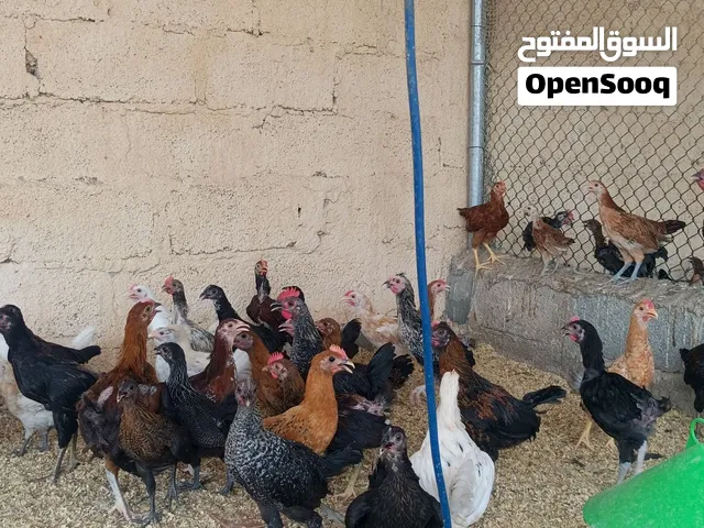 دواجن محليه جاهزه للذبح السعر 800 بيسه