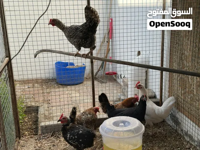 Hens for sale