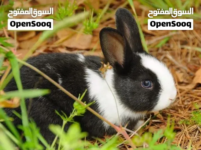 أرنب هولندي