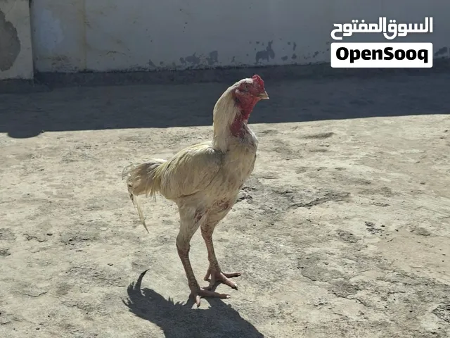 ديك شامو على سندي(الوصف)