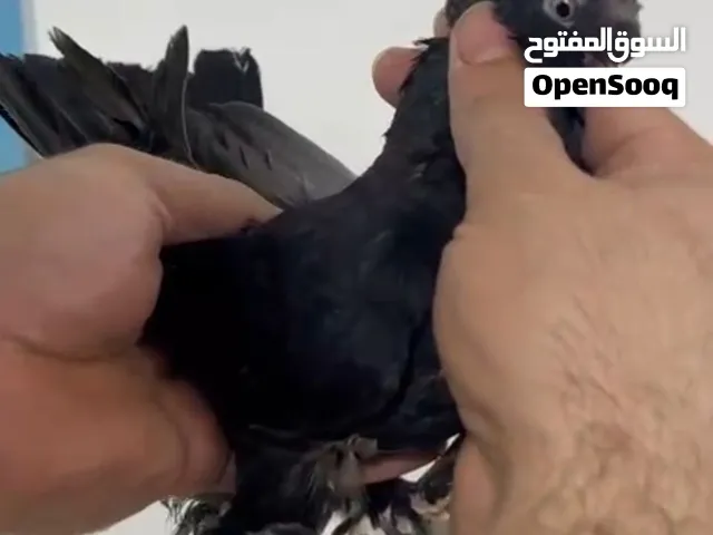 جوز  حمام روسيات سود  للبيع شغالات