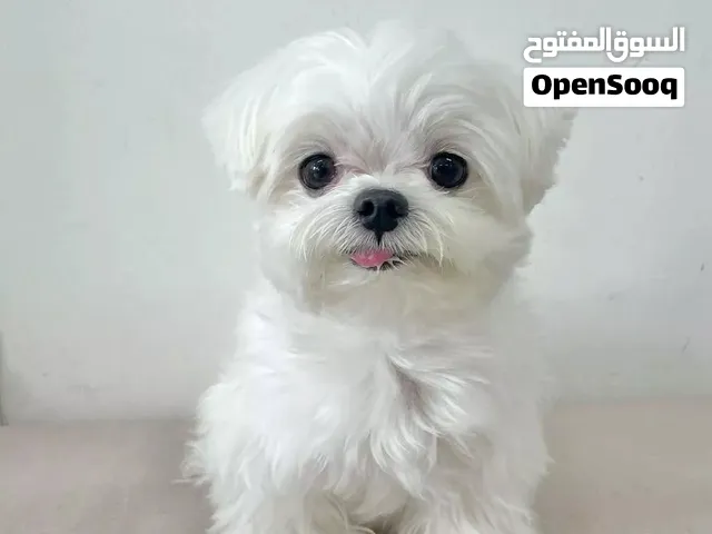 Amazing Male and Female Toy poodle puppies available for new home.