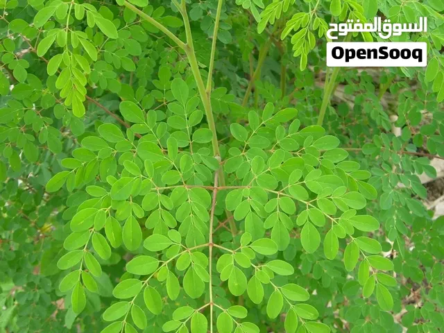 مطلوب ارض زراعيه للايجار