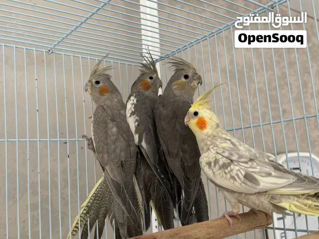 Healthy, Active & Home-Bred Cockatiels for Sale.!  كوكتيل صحي ونشيط ومربى في المنزل للبيع