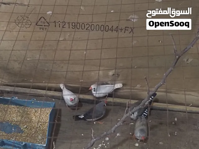 السلام عليكم فناجس عدد زوجين وتك  لامات عش يريدن يبيضن للبيع