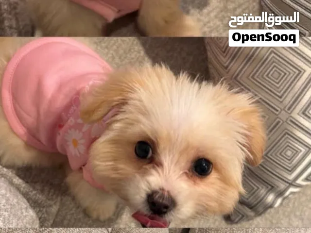 كلب للبيع صديقة للبيت