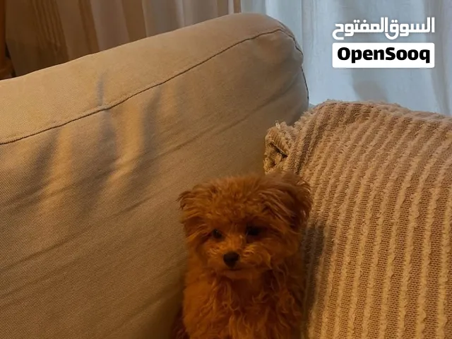 Poodle Puppy