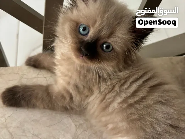 قط همالايا بيور