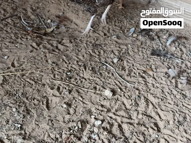 دجاجه عربيه تحته فلوس برهما أقر الوصف