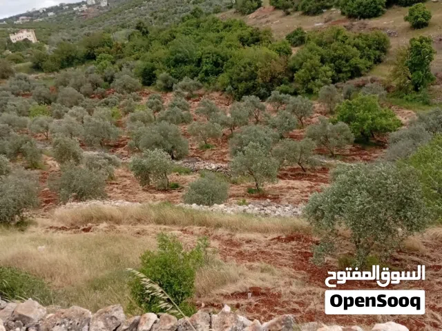أرض زراعية مساحه 2دونم للبيع مفروزه بقوشان مستقل ومزروعه زيتون شجر كبير ولوز ..