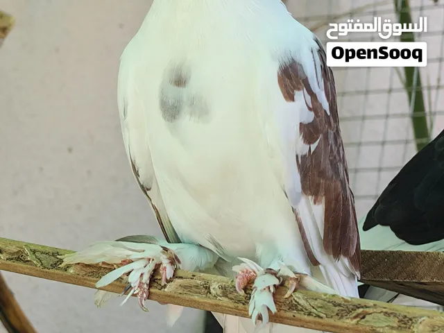 مجموعة طبات حمام شمسيه