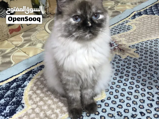 قط سيامي للبيع