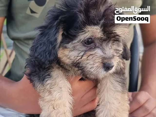 جرو ذكر مالتيبو ميلر العمر 3 شهور
