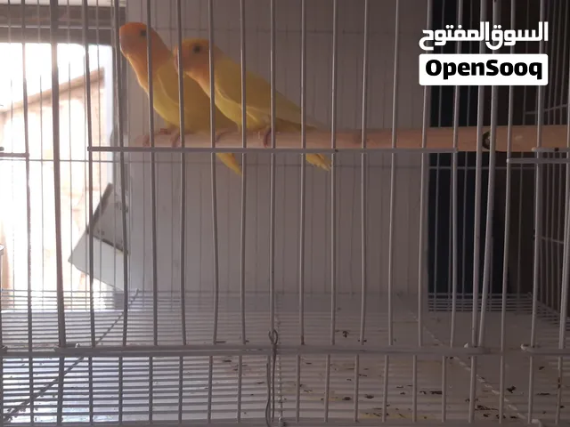 زوج روز أورانج اوبلاين ، كيف بادي يدحي