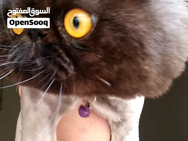 ذكر هيمالايا بلاك