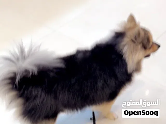 مطلوب ذكر التزاوج