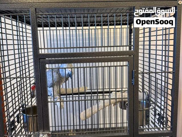 للبيع كاسكو افريقي