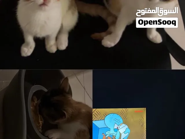 قطط انثى لتبني
