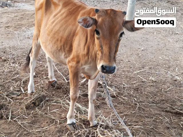 عجله سمينة ما شاء الله