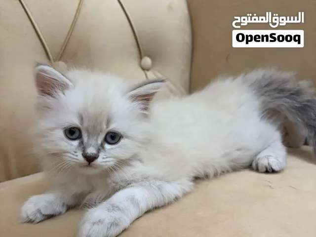 Ragdoll kittens.