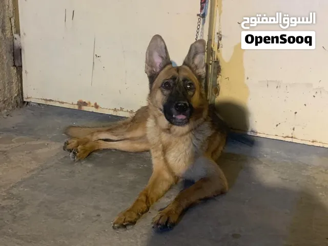 كلب جيرمن انثى خط اول العمر سنة و3اشهر السعر500