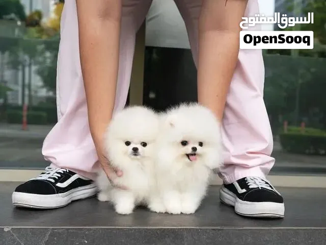 Pomeranian pupies for Adoption, whatsapp +971. 56.925.0189