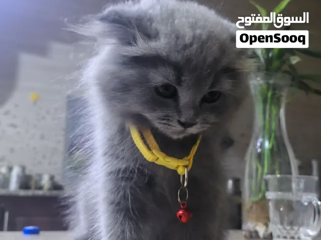بس شيرازي اللون رمادي مميز
