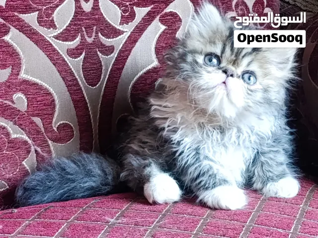 قط شيرازي بيكي فيس زورار