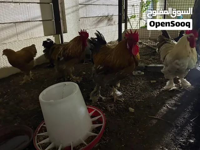 BRAHMA CHICKENS FOR SALE - BIG SIZE
