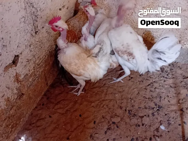 للبيع فراريج عربي العمر 5شهور المكان قصر الاخيار ساوم في القدو بارك الله في الجميع