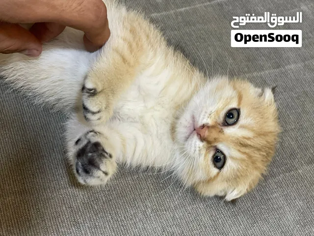 � قطط سكوتش فولد مميزة للبيع