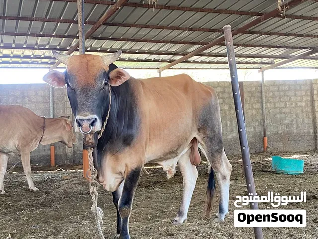 ثور عماني للبيع