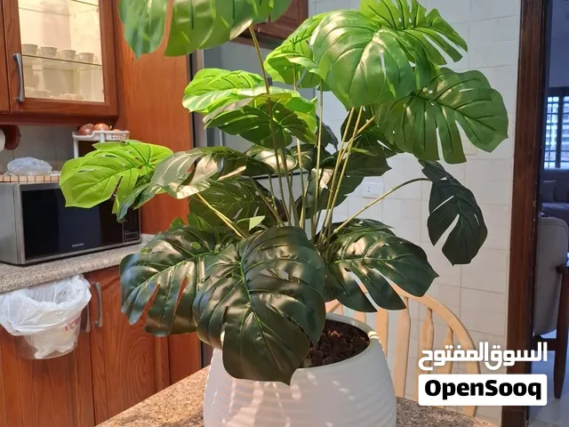 شجر صناعي بأفضل جودة وأفضل سعر شجرة الأريكا والموز والقفص الصدري