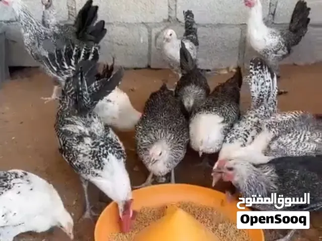للبيع  صيصان ع 850 للجمله من نهايه  قرأ الوصف