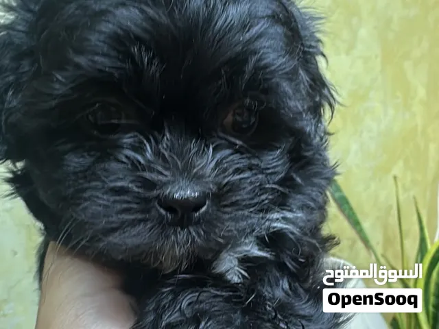 كلاب صغار 3 اشهر 3-month-old dogs
