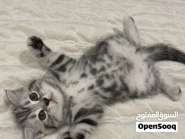 ثلاثه انات سكوتش ستريت شورت هير وجه مدور وجمجمه عريضه عمر شهرين و4 ايام الصور الي بالاعلان صور حقيقي
