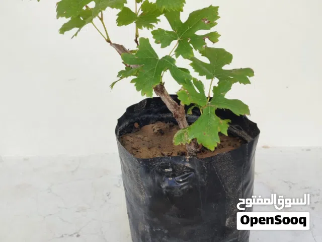 شتلات جوافه وتين وليمون عرض خاص