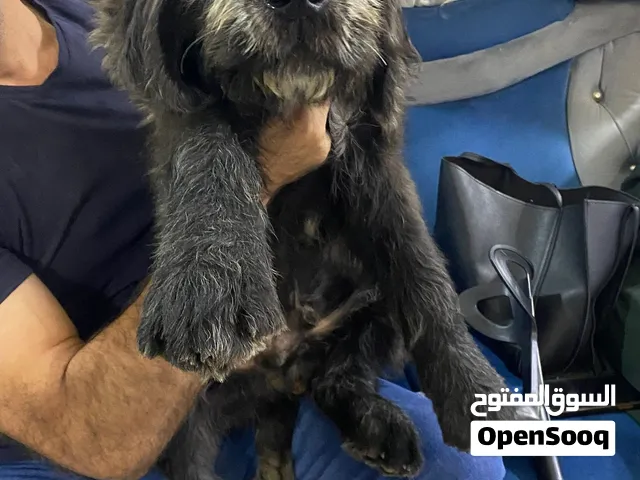 عندي 6 كلاب بدي اوزعهم ما بدي ياهم الي بدو يبعثلي الواحد ب100 دينار بس ومطاعيمهم كلها موجودة مع دفتر