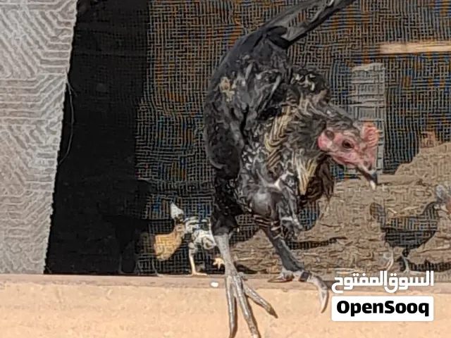 بسم الله توكلنا على الله متوفر باذن الله ديوك وطنية العمر5شهور صحه ونضافه لاقوه إلا بالله العدد تقري