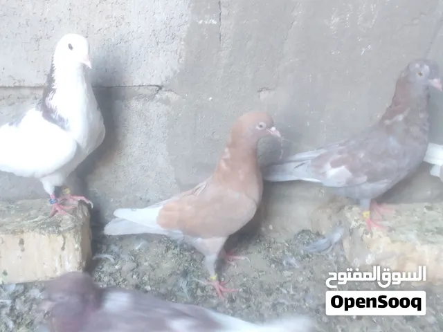 السلام عليكم حمام لوت مخالبف مال السنه امهاتهن مال بر