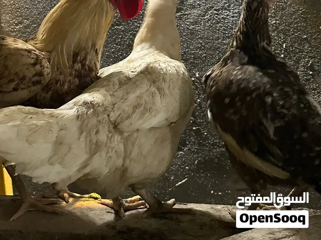 دجاج عرب للبيع او مرواس عددهن 10 اعمارهن مختلفه