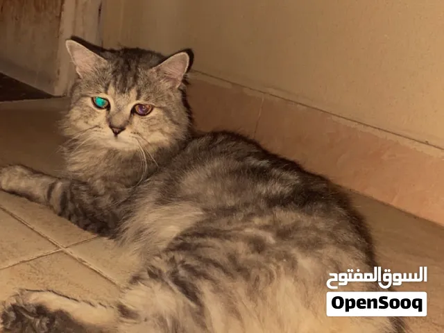 قط ذكر شيرازي للبيع او تبدل